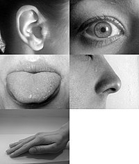 200px-Five_senses[1].jpg