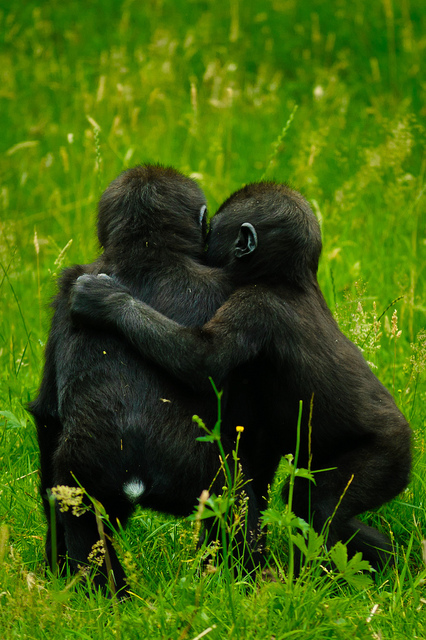 Two_gorillas_hugging_(5982655204)[1].jpg